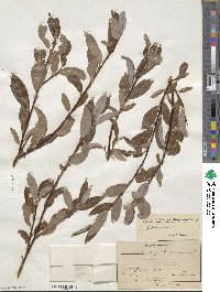 Salix myrsinifolia subsp. myrsinifolia image