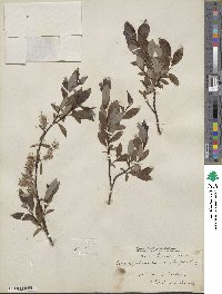 Salix myrsinifolia subsp. myrsinifolia image