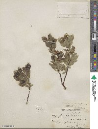 Salix myrsinifolia image