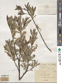 Salix myrsinifolia subsp. myrsinifolia image