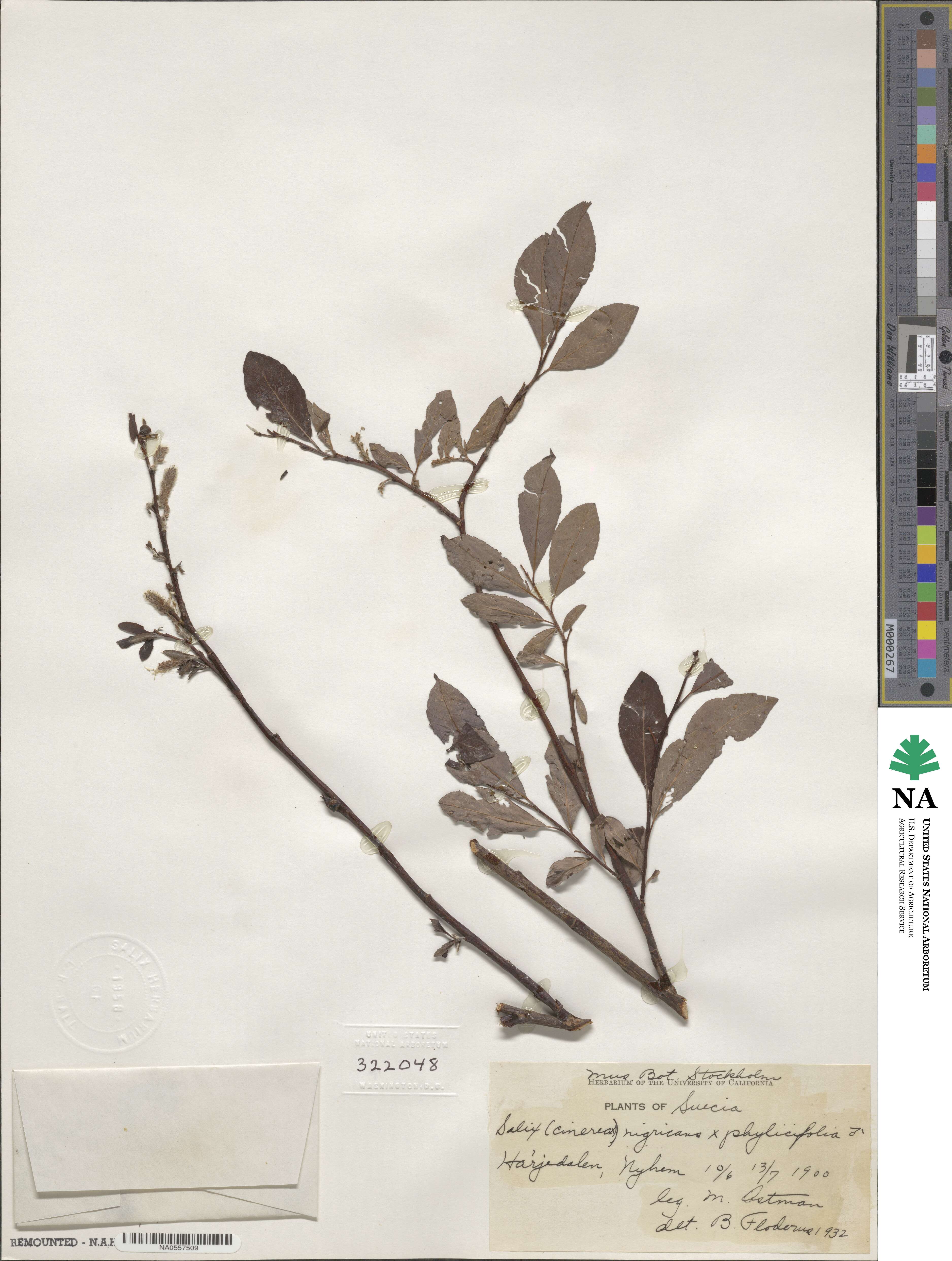 Salix myrsinifolia image