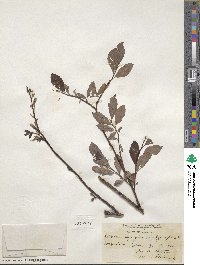 Salix myrsinifolia image