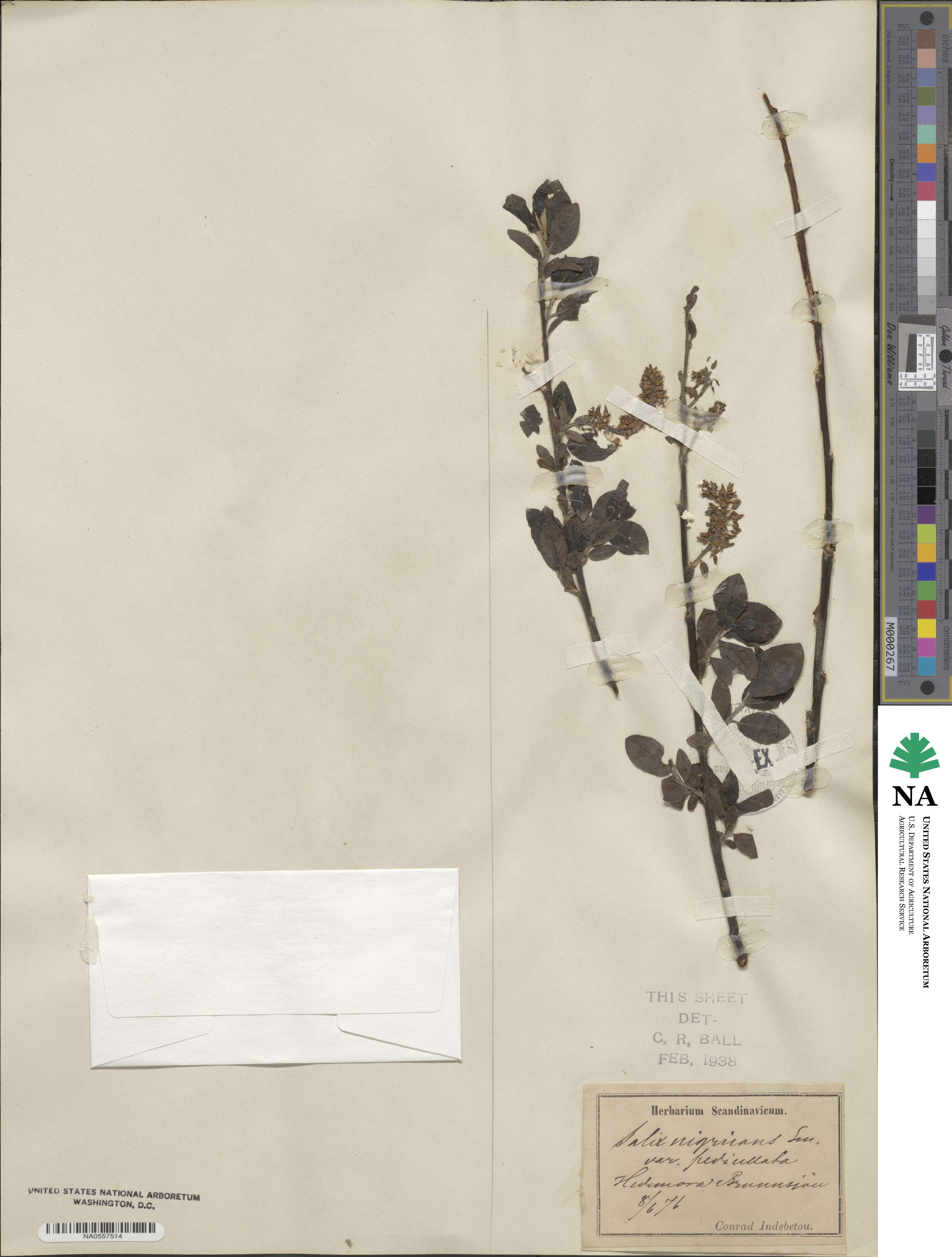 Salix nigricans var. pedicellata image