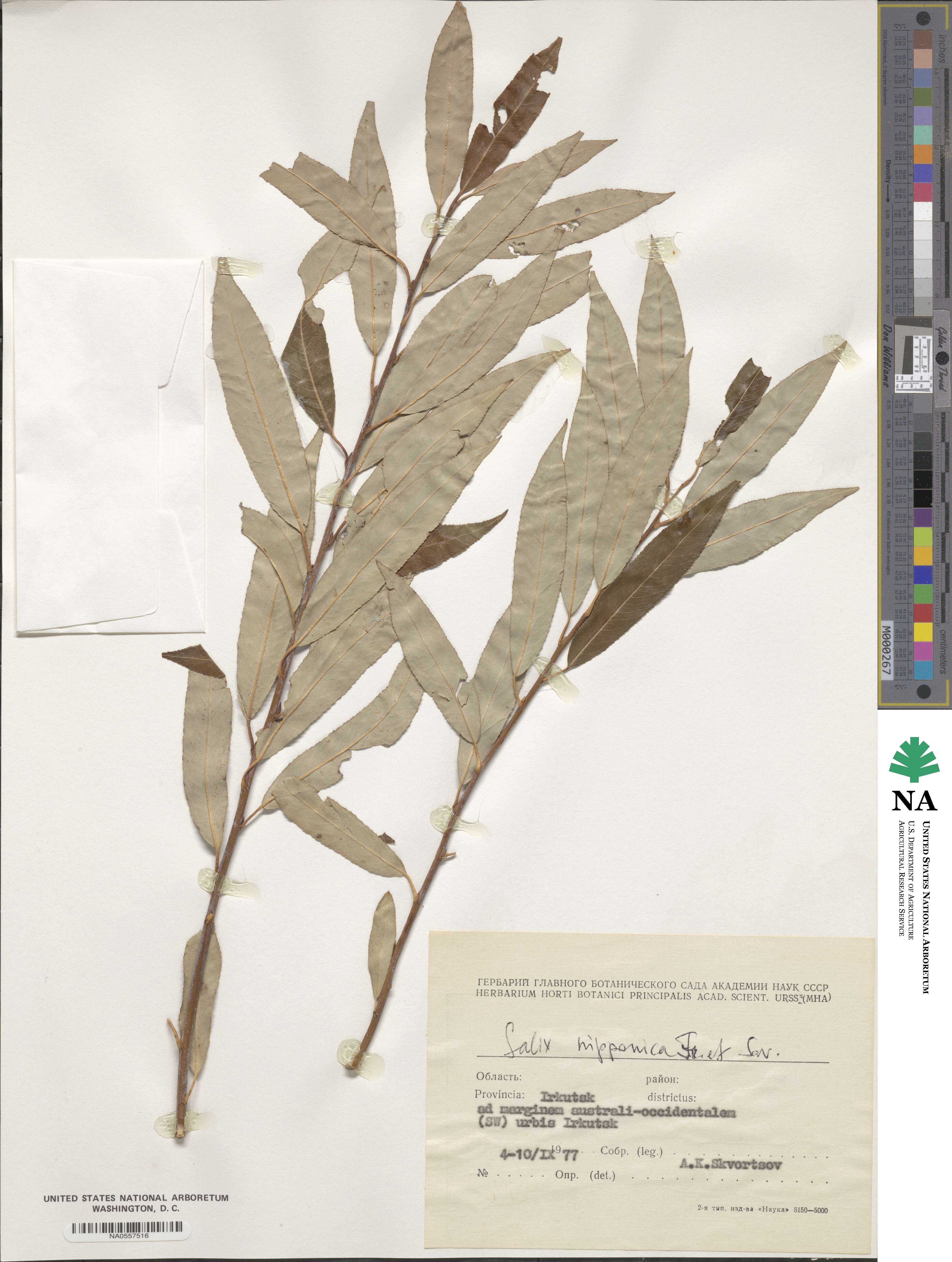 Salix subfragilis image