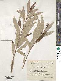 Salix subfragilis image