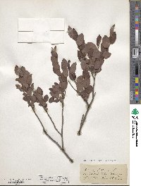 Salix myrtilloides image