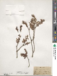 Salix myrtilloides image