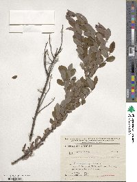 Salix myrtilloides image