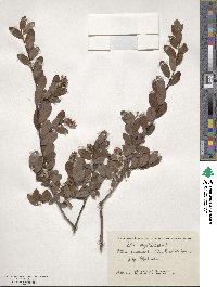 Salix myrtilloides image