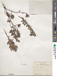 Salix myrtilloides image