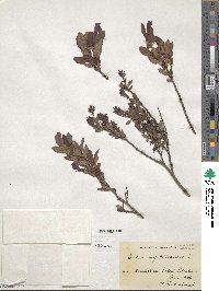 Salix myrtilloides image