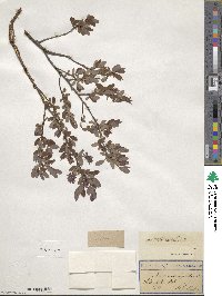 Salix myrtilloides image