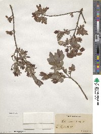 Salix myrtilloides image