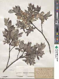 Salix myrtilloides image