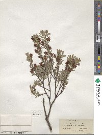 Salix myrtilloides image