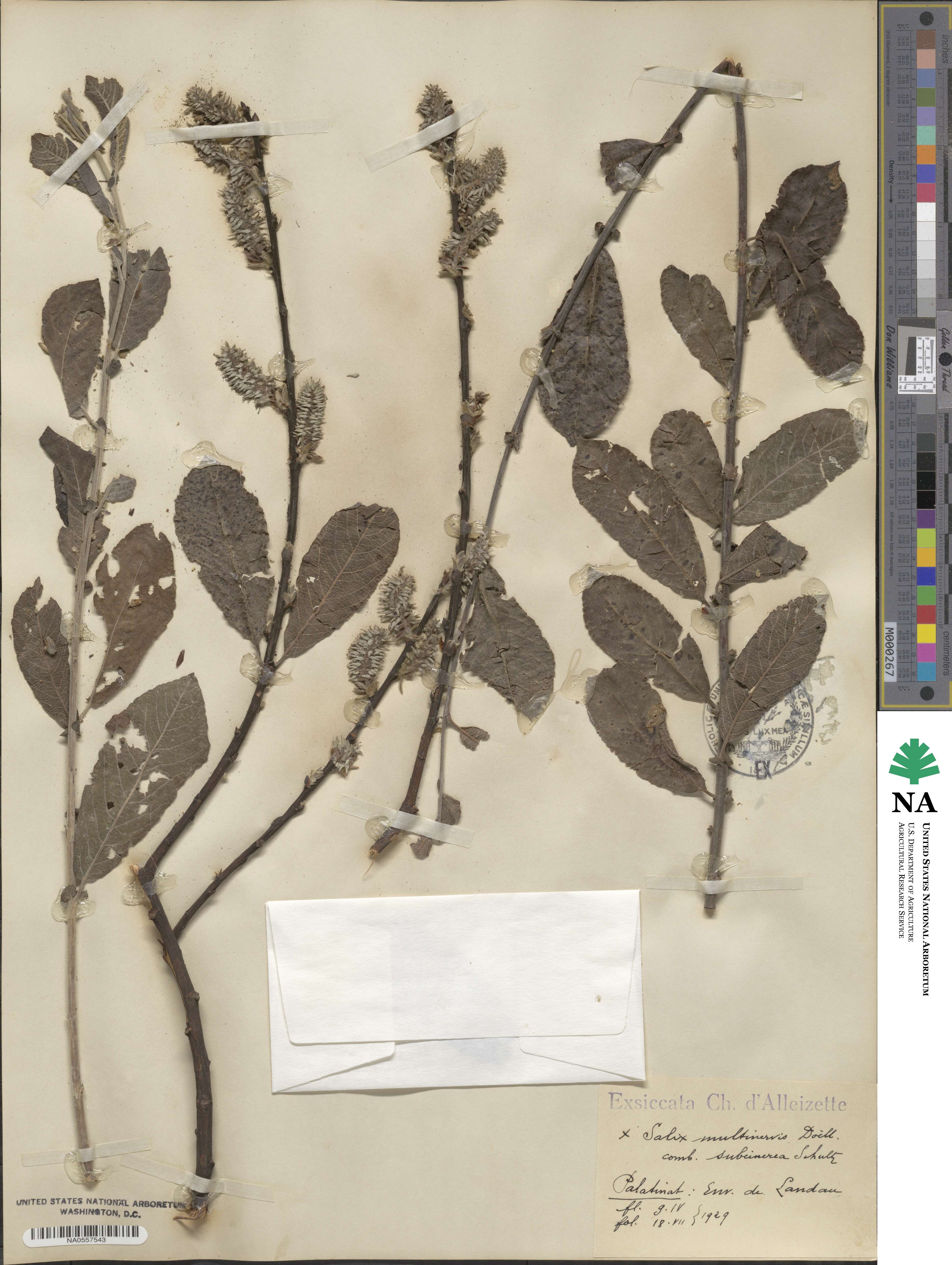 Salix integra image