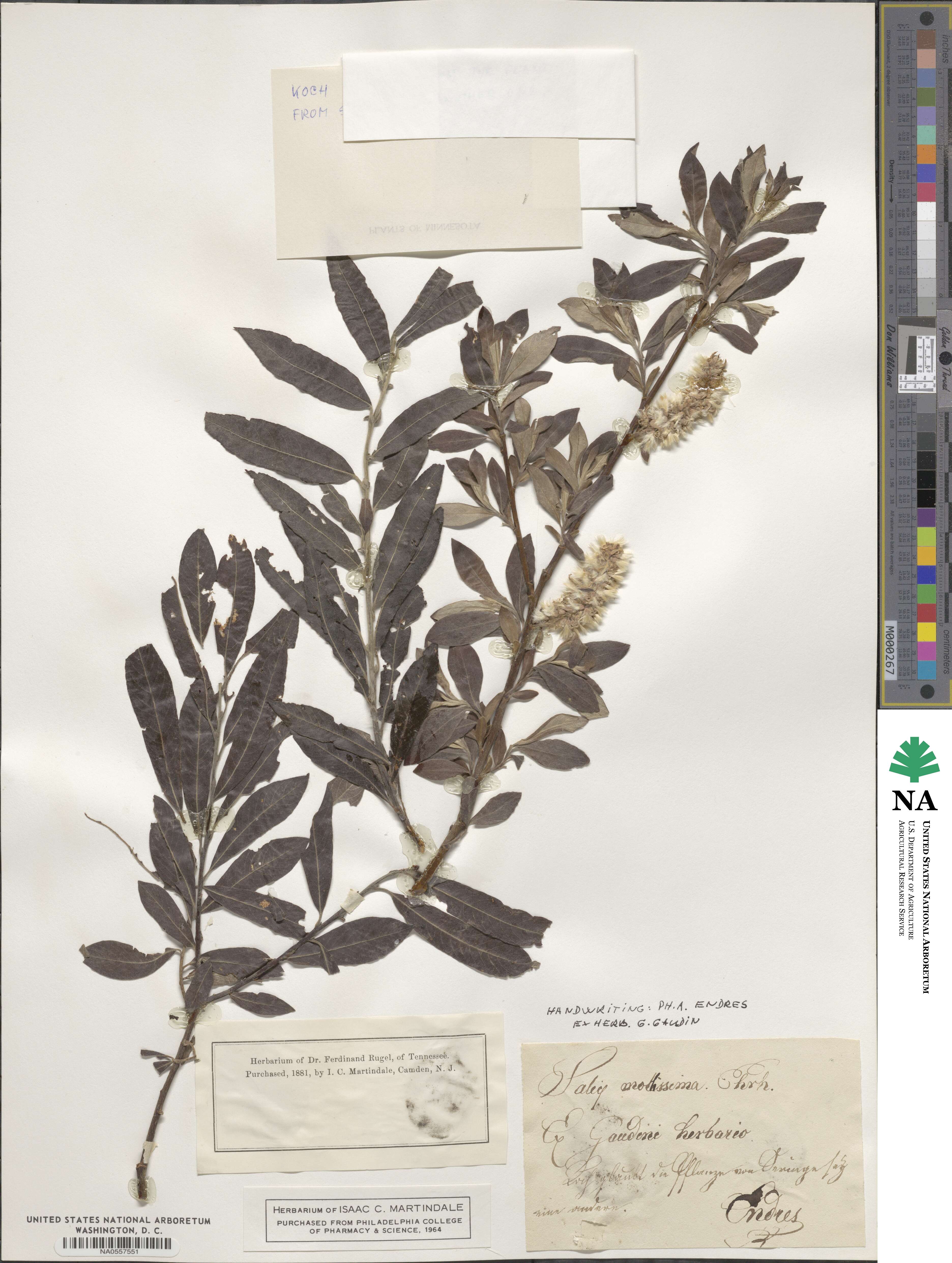 Salix purpurea subsp. purpurea image