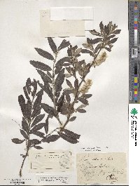 Salix purpurea image