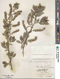 Salix myrsinifolia image