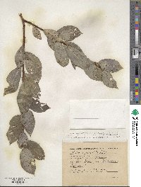 Salix myrsinifolia image