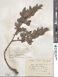 Salix myrsinifolia image