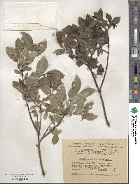 Salix myrsinifolia image