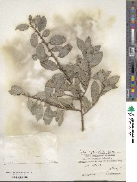 Salix myrsinifolia image