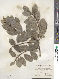 Salix myrsinifolia image