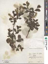 Salix myrsinifolia image