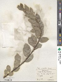 Salix myrsinifolia image