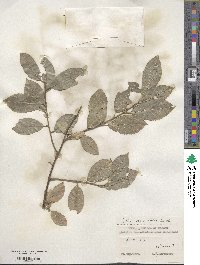 Salix myrsinifolia image