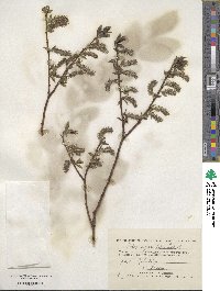 Salix myrsinifolia image