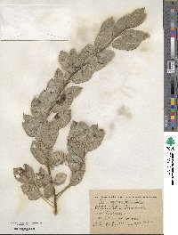 Salix myrsinifolia image