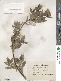 Salix myrsinifolia image