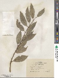 Salix myrsinifolia image