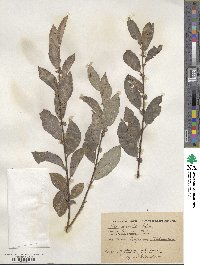 Salix myrsinifolia image