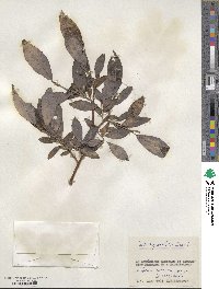 Salix myrsinifolia image