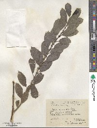 Salix myrsinifolia image