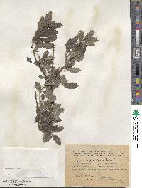 Salix myrsinifolia image