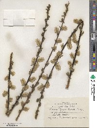 Salix myrsinifolia image