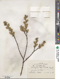 Salix myrsinifolia image