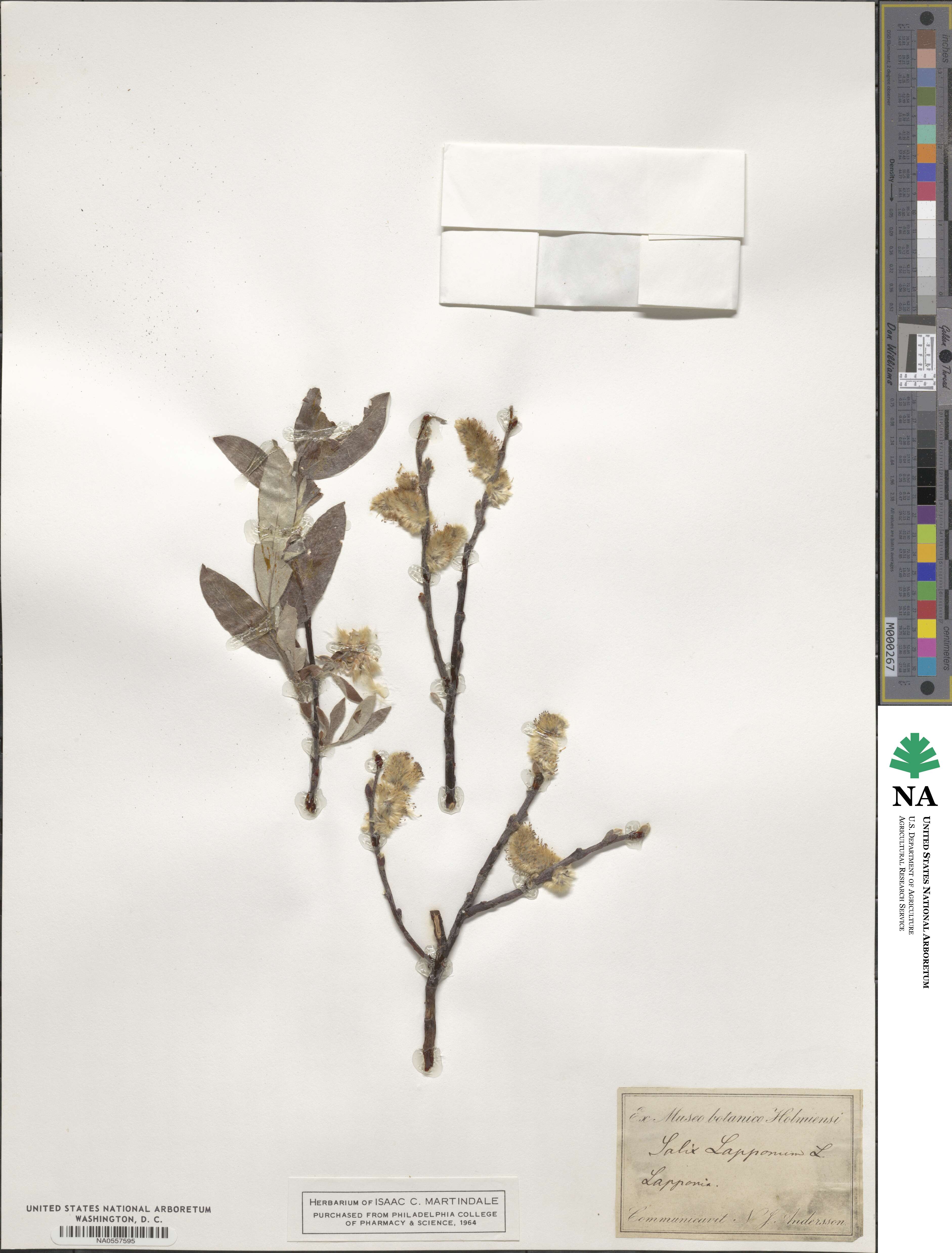 Salix lapponum image