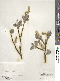 Salix lanata image