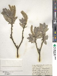 Salix lanata image