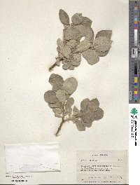 Salix lanata image