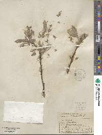 Salix lanata image