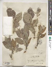 Salix lanata image