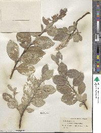 Salix lanata image