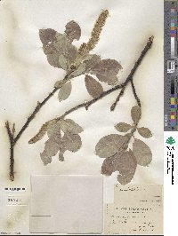 Salix lanata image