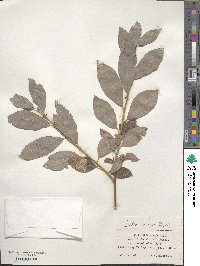 Salix iliensis image